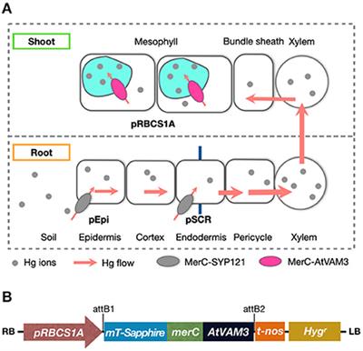 Mesophyll specific expression of a bacterial mercury transporter-based vacuolar sequestration machinery sufficiently enhances mercury tolerance of Arabidopsis